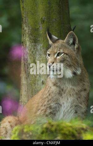 Eurasian (Lynx Lynx lynx), seduta sul suolo della foresta, Germania Foto Stock