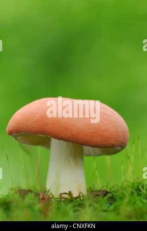 Sickener (Russula emetica), Germania Foto Stock