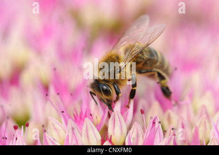 Il miele delle api, hive bee (Apis mellifera mellifera), seduti su fiori succhiare il nettare, Germania Foto Stock