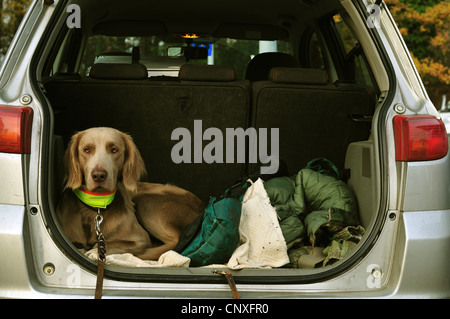 Weimaraner (Canis lupus f. familiaris), aspettando pazientemente in aprire il bagagliaio della vettura, Germania Foto Stock