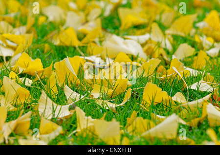 Maidenhair tree, Ginkgo Tree, Gingko Tree, Ginkgo Tree (Ginkgo biloba), foglie di autunno in erba Foto Stock