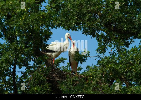 Cicogna bianca (Ciconia ciconia), coppia nel suo nido in un albero, Germania Foto Stock