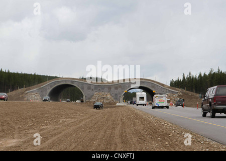 Attraversamento della fauna selvatica, il parco nazionale di Banff, Alberta Canada Foto Stock