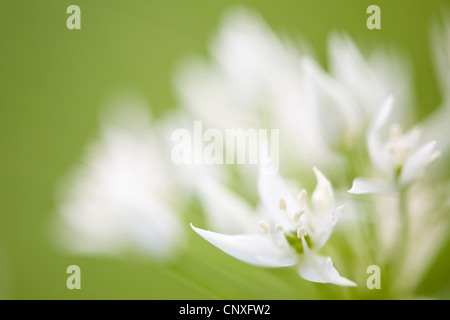 Ramsons (Allium ursinum), fioritura, GERMANIA Baden-Wuerttemberg Foto Stock