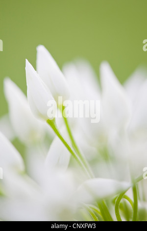 Ramsons (Allium ursinum), fioritura, GERMANIA Baden-Wuerttemberg Foto Stock