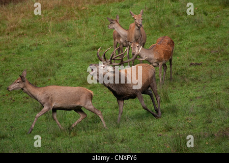 Il cervo (Cervus elaphus), rumoreggianti stag con femmine, Germania Foto Stock