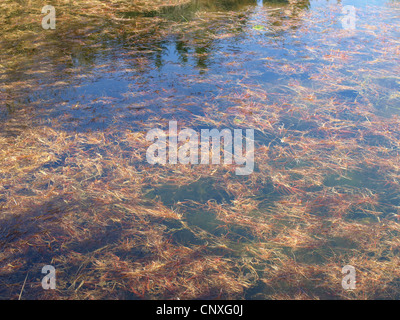 Il lago con erbe e alghe / vedere mit Gräsern und Algen Foto Stock