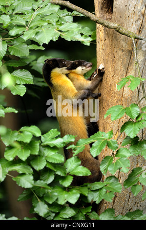 Giallo-throated martora, Kharza (Martes flavigula), con il pup in corrispondenza di un tronco di albero Foto Stock