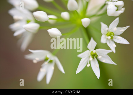 Ramsons (Allium ursinum), il dettaglio di un'infiorescenza, Germania, Hesse, Kuehkopf-Knoblochsaue NSG Foto Stock