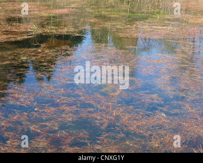 Il lago con erbe e alghe / vedere mit Gräsern und Algen Foto Stock