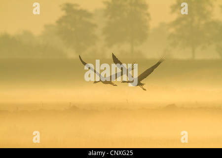 Gru comune (grus grus), volare nella nebbia mattutina, Germania Foto Stock