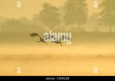 Gru comune (grus grus), volare nella nebbia mattutina, Germania Foto Stock