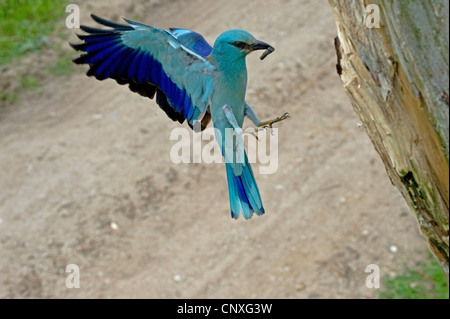 Rullo europea (Coracias garrulus), avvicinando il nido con foro per vite senza fine nel suo becco, Polonia, Lomza-Narew, Nowogrod Foto Stock