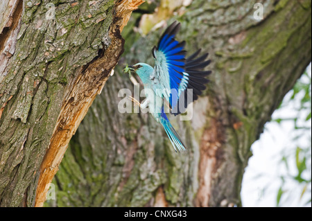 Rullo europea (Coracias garrulus), avvicinando il nido con foro per vite senza fine nel suo becco, Polonia, Lomza-Narew, Nowogrod Foto Stock