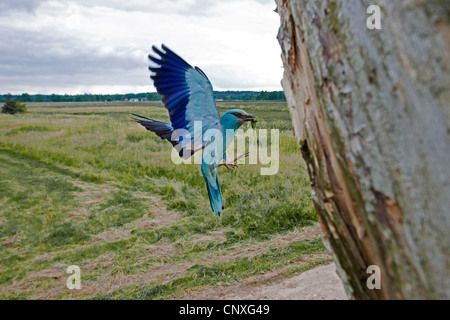 Rullo europea (Coracias garrulus), avvicinando il nido con foro per vite senza fine nel suo becco, Polonia, Lomza-Narew, Nowogrod Foto Stock