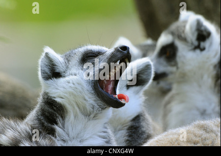 Anello-tailed lemur (Lemur catta), un animale in un gruppo di appoggio sbadigli Foto Stock