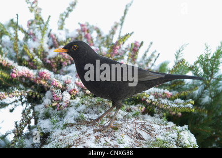 Merlo (Turdus merula), seduti su snowcovered heather, Germania Foto Stock