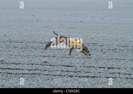 Weimaraner (Canis lupus f. familiaris), in esecuzione sul campo e rintracciare, Germania Foto Stock