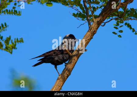 Taccola (Corvus monedula), seduto su un ramo con foraggi nel suo becco, Austria, Burgenland Foto Stock