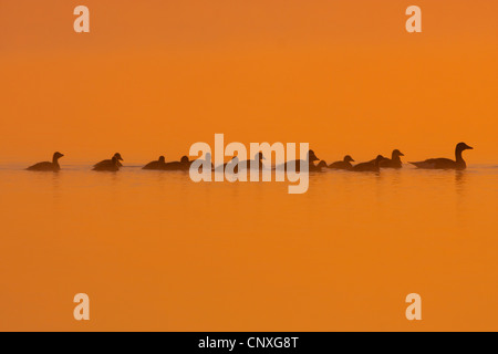 Graylag goose (Anser anser), la famiglia su un lago in atmosfera mattutina, Austria, Burgenland Foto Stock