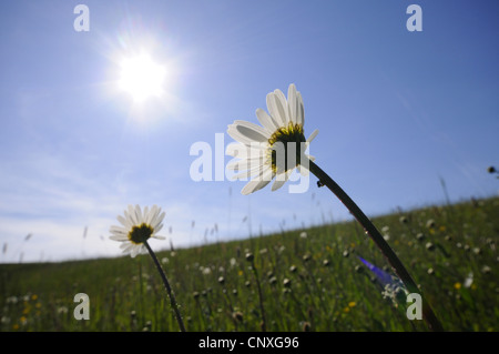 Oxeye daisy (crisantemo, leucanthemum Leucanthemum vulgare), oxeye margherite su un prato in presenza di luce solare, in Germania, in Baviera Foto Stock