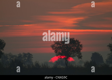 Sunset over Diepholzer Moorniederung nella collezione autunno, Germania, Bassa Sassonia Foto Stock