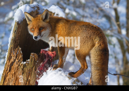 Red Fox (Vulpes vulpes vulpes), sul tronco di albero nella neve, Germania Foto Stock