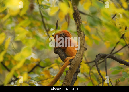 Lion Tamarin, Golden Lion Tamarin (Leontopithecus rosalia, Leontideus rosalia), seduto su un albero Foto Stock