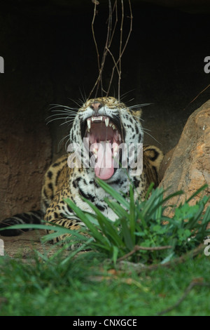 Jaguar (Panthera onca), sbadigli Foto Stock