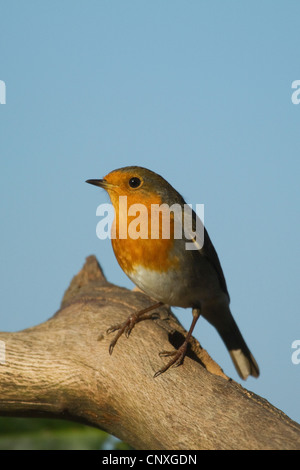 Unione robin (Erithacus rubecula), seduto su un ramo, Germania Foto Stock