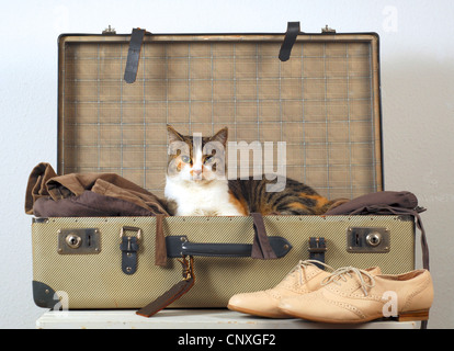 Il gatto domestico, il gatto di casa (Felis silvestris f. catus), giacente in valigia Foto Stock