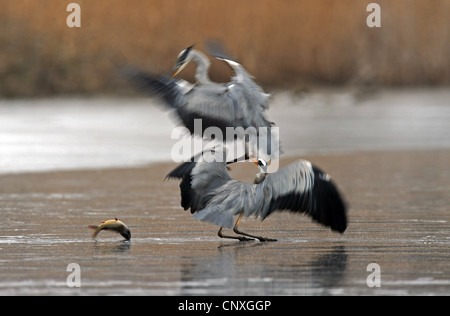 Airone cinerino (Ardea cinerea), due aironi lottano per la preda su un lago ghiacciato, Ungheria Foto Stock