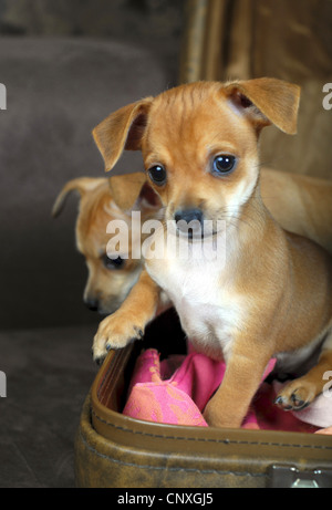 Chihuahua (Canis lupus f. familiaris), due cuccioli in una valigia Foto Stock