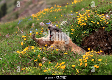 Alpine marmotta (Marmota marmota), sbadigli al di fuori il den1, Svizzera Engadina, Alp Languard Foto Stock