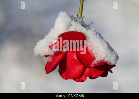 Rose ornamentali (Rosa spec.), rosa rossa con la neve Foto Stock