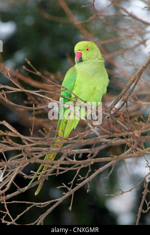 Rose-inanellati parrocchetto (Psittacula krameri), in inverno sul ramo, Germania Foto Stock