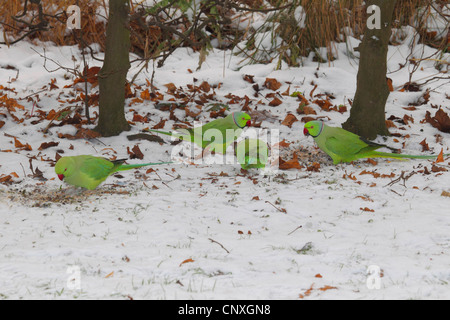 Rose-inanellati parrocchetto (Psittacula krameri), gruppo seduto in alimentazione di neve sulle sementi, Germania Foto Stock