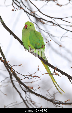 Rose-inanellati parrocchetto (Psittacula krameri), in inverno sul ramo, Germania Foto Stock