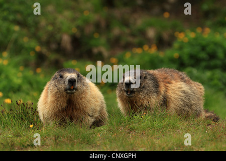 Alpine marmotta (Marmota marmota), due individui in Prato, l'Austria, il Grossglockner Foto Stock