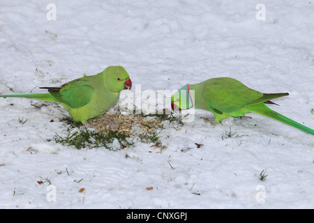 Rose-inanellati parrocchetto (Psittacula krameri), seduta in alimentazione di neve sulle sementi, Germania Foto Stock