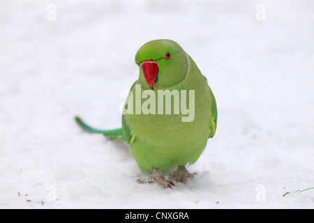 Rose-inanellati parrocchetto (Psittacula krameri), seduto nella neve, Germania Foto Stock