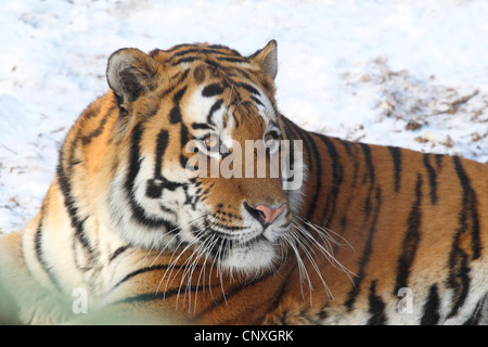 Tigre Siberiana, Amurian tiger (Panthera tigris altaica), ritratto, seduto nella neve Foto Stock