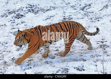 Tigre Siberiana, Amurian tiger (Panthera tigris altaica), camminando su coperti di neve Foto Stock