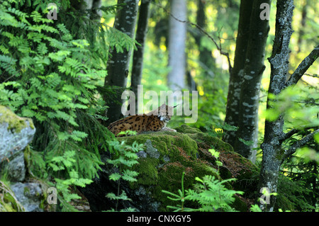 Eurasian (Lynx Lynx lynx), seduta in una foresta sulla roccia di muschio, in Germania, in Baviera, il Parco Nazionale della Foresta Bavarese Foto Stock