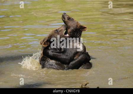 Unione l'orso bruno (Ursus arctos arctos), due giovani abbracciando durante un gioco di lotta in acqua, in Germania, in Baviera, il Parco Nazionale della Foresta Bavarese Foto Stock