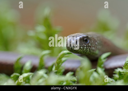 Comunità slow worm, blindworm, slow worm (Anguis fragilis), il ritratto di una donna, in Germania, in Sassonia, Oberlausitz Foto Stock