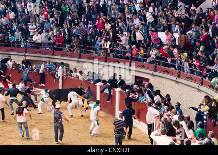 Il tradizionale Toro Embolao, bull in esecuzione e la corrida a Plaza de Toros de Los Barrios bullring, la Domenica di Pasqua 2012. Foto Stock