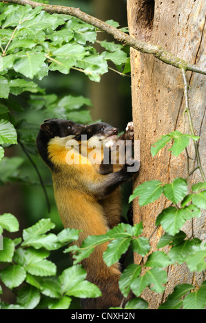 Giallo-throated martora, Kharza (Martes flavigula), con il pup in corrispondenza di un tronco di albero Foto Stock