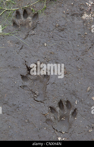 Unione Lontra di fiume, Lontra europea, lontra (Lutra lutra), orme nel fango, in Germania, in Sassonia, Oberlausitz Foto Stock