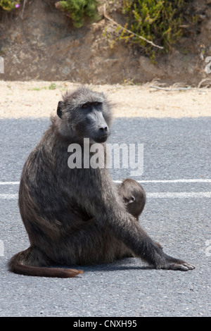 Un babbuino trattenendo il suo bambino in mezzo alla strada vicino a Cape Point, Sud Africa Foto Stock